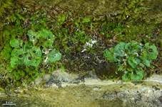 Sackflechte, Foto 7