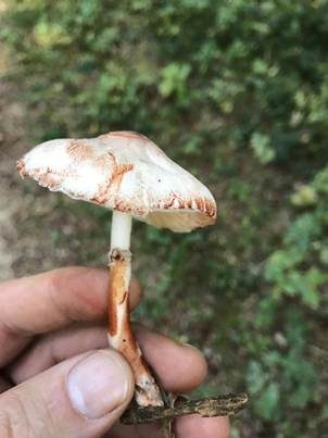 Safranfarbiger Egerlingsschirmling, Foto 2