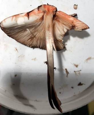 Safranfarbiger Egerlingsschirmling, Foto 5
