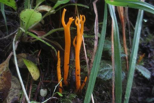 Safrangelbe Wiesenkoralle, Foto 2