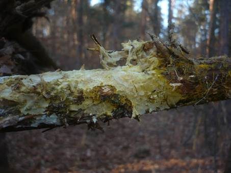 Safrangelber Hautrindenpilz, Foto 3