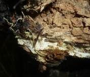 Safrangelber Hautrindenpilz, Foto 6