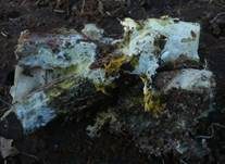 Safrangelber Hautrindenpilz, Foto 9