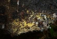 Safrangelber Hautrindenpilz, Foto 11