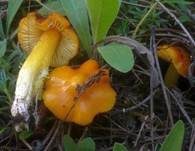 Safrangelber Saftling, Foto 2