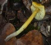Safrangelber Saftling, Foto 3