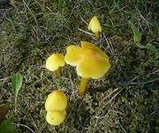 Safrangelber Saftling, Foto 13