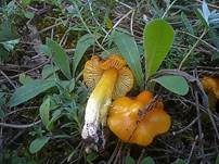 Safrangelber Saftling, Foto 14