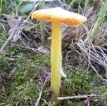 Safrangelber Saftling, Foto 17