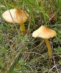 Safrangelber Saftling, Foto 18