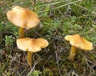 Safrangelber Saftling, Foto 19