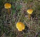 Safrangelber Saftling, Foto 7