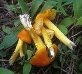 Safrangelber Saftling, Foto 8