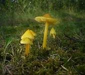 Safrangelber Saftling, Foto 9