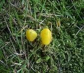 Safrangelber Saftling, Foto 11
