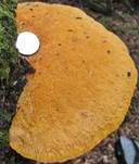Safrangelber Weichporling, Foto 6