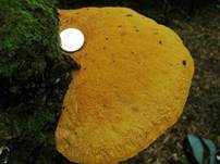 Safrangelber Weichporling, Foto 8