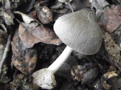 Blaugrauer Scheidling, Foto 2