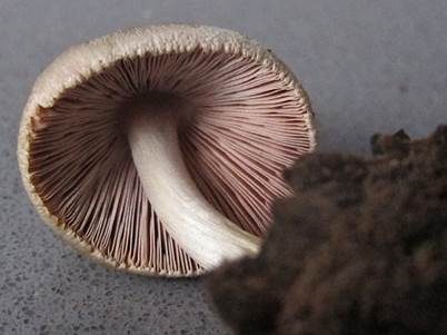 Blaugrauer Scheidling, Foto 3