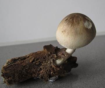 Blaugrauer Scheidling, Foto 4