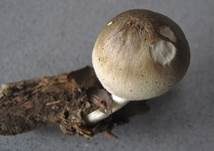 Blaugrauer Scheidling, Foto 7