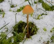 Saftlingshäubling, Foto 15