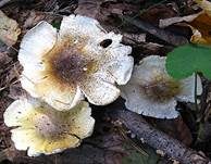 Sägeblättriger Ritterling, Foto 7