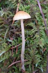 Sahlers Moos-Häubling, Foto 4