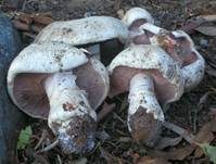 Salzwiesenchampignon, Foto 24