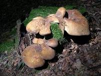 Samtfußkrempling, Foto 39
