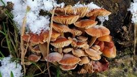 Samtfußrübling, Foto 33