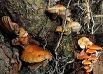Samtfußrübling, Foto 34