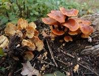 Samtfußrübling, Foto 46