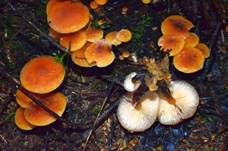Samtfußrübling, Foto 49