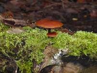 Samtfußrübling, Foto 51