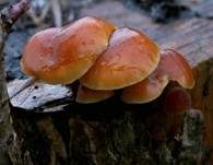 Samtfußrübling, Foto 7