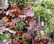 Samtfußrübling, Foto 60