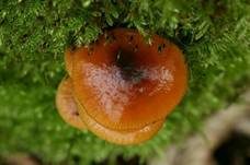 Samtfußrübling, Foto 8