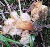Samtfußrübling, Foto 63