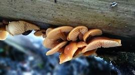 Samtfußrübling, Foto 64
