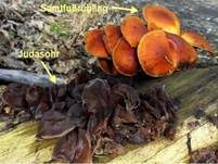 Samtfußrübling, Foto 93