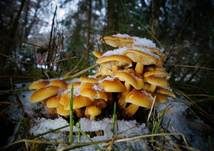 Samtfußrübling, Foto 94