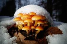 Samtfußrübling, Foto 95