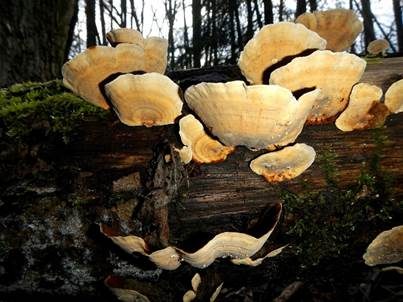 Samtiger Schichtpilz, Foto 3