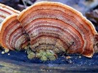 Samtiger Schichtpilz, Foto 6