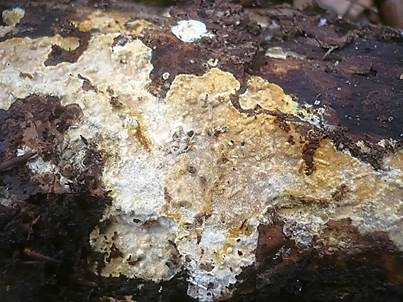 Samtigmatter Zystidenrindenpilz, Foto 3