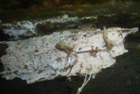 Samtigmatter Zystidenrindenpilz, Foto 4
