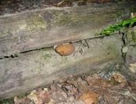 Sandröhrling, Foto 13
