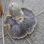 Sandträuschling, Foto 14