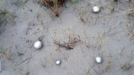 Sandträuschling, Foto 15